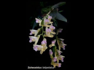 Scheochilus latipetalus 