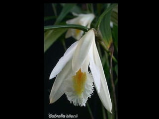 Sobralia allenii 