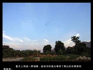 藍天上飛過一群鴻雁，給桂河的風光增添了無比的安寧與和諧氣氛。 