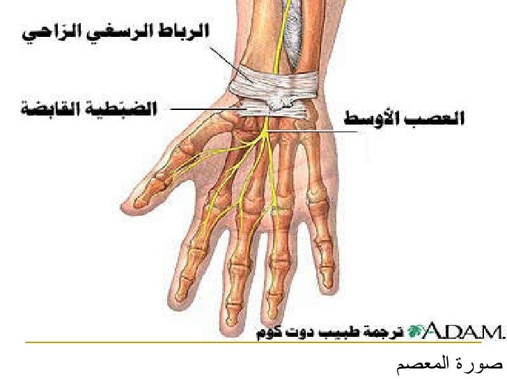 اسماء اصابع اليد باللغة الفرنسية تعلم اللغة الفرنسية مجانا