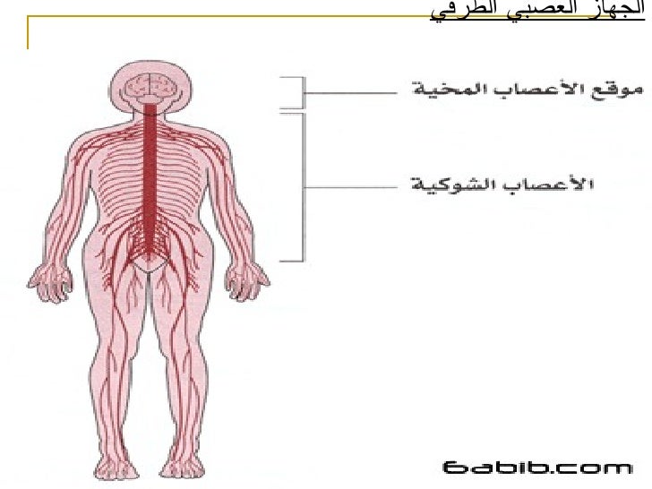 اجهزة جسم الانسان