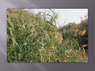 דרכן של נזירות במדבר