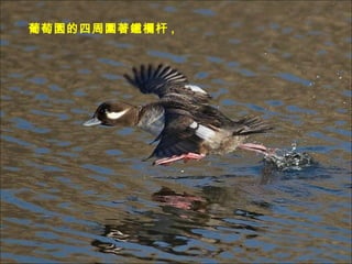 ш@܇Fڸ , 