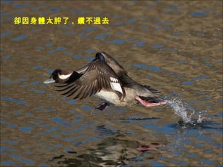 sw̫ ,  겻ȥ 