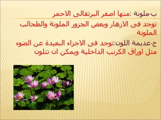 ب - ملونة  : منها اصفر البرتقالى الاحمر  توجد فى الازهار وبعض الجزور الملونة والطحالب الملونة  ج - عديمة اللون : توجد فى الاجزاء البعيدة عن الضوء مثل اوراق الكرنب الداخلية ويمكن ان تتلون  