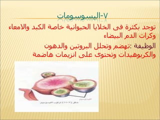 توجد بكثرة فى الخلايا الحيوانية خاصة الكبد والامعاء وكرات الدم البيضاء  الوظيفة   : تهضم وتحلل البروتين والدهون والكربوهيدات وتحتوى على انزيمات هاضمة 