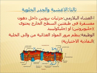 ا - الغشاء البلازمى : جزئيات بروتين داخل دهون مفسفرة فى طبقتين السطح الخارج يحتوى  ( جليوبروتين )  او  ( جليكوليبيد ) الوظيفة : ينظم مرور المواد الغذائية من والى الخلية  ( النفاذية الاختيارية ) 