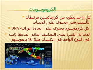 كل واحد يتكون من كروماتيدين مرتبطان بالسنترومير ويحتوى على   الجينات   DNA  كل كروموسوم يحتوى على المادة الوراثية  الذى لة القدرة على التضاعف الذاتى عددها ثابت فى النوع الواحد فى الانسان مثلا  46 كرموسوم   