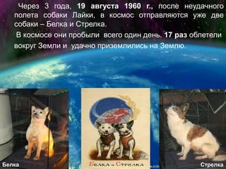       Через 3 года,19 августа 1960 г., после неудачного  полета собаки Лайки, в космос отправляются уже две собаки – Белка и Стрелка.     В космосе они пробыли  всего один день. 17 раз облетели    вокруг Земли и  удачно приземлились на Землю.СтрелкаБелка