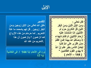 الإبل التفسير خلق الله تعالى من الإبل زوجين ومن البقر زوجين  .  قل لهم يامحمد ما علة التحريم  .  لما حرمتم من هذه الأزواج كما تزعمون ؟ وتزعمون أن هذا  التحريم من عند الله  .  ورد فى الأنعام آية  144  /  فى الغاشية آية  17 قال تعالى  : وَمِنَ الإِبْلِ اثْنَيْنِ وَمِنَ الْبَقَرِ اثْنَيْنِ قُلْ آلذَّكَرَيْنِ حَرَّمَ أَمِ الأُنثَيَيْنِ أَمَّا اشْتَمَلَتْ عَلَيْهِ   أَرْحَامُ الأُنثَيَيْنِ أَمْ كُنتُمْ شُهَدَاء إِذْ وَصَّاكُمُ اللّهُ بِهَـذَا فَمَنْ أَظْلَمُ مِمَّنِ افْتَرَى عَلَى اللّهِ كَذِبًا لِيُضِلَّ النَّاسَ بِغَيْرِ عِلْمٍ إِنَّ اللّهَ لاَ يَهْدِي الْقَوْمَ الظَّالِمِينَ   * ( 144 –  الأنعام  ) 