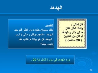 الهدهد التفسير تفقد سليمان جنوده من الطير فلم يجد  الهدهد ، فتعجب وقال  :  مالى لا أرى الهدهد هل هو بيننا أم غائب عنا  وليس بيننا؟  ورد الهدهد   فى سورة النمل آية  20 . قال تعالى  : وَتَفَقَّدَ الطَّيْرَ فَقَالَ  مَا لِيَ لَا أَرَى الْهُدْهُدَ  أَمْ كَانَ مِنَ الْغَائِبِينَ ( 20 –  النمل  ) 