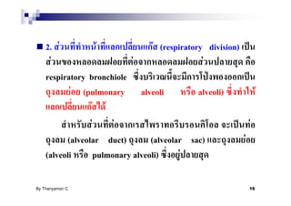2. F             F              F (respiratory division)
      F                       F                   F
    respiratory bronchiole
            F (pulmonary alveoli                 alveoli)        F
                 F F
                  F      F                                     F
          (alveolar duct)          (alveolar sac)            F
    (alveoli        pulmonary alveoli)      F

By Thanyamon C.                                                 16
 