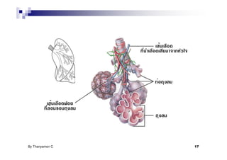 By Thanyamon C.   17
 