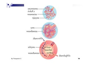 By Thanyamon C.   18
 