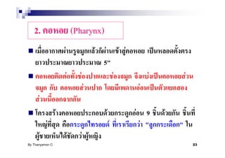 2.                             (Pharynx)
                      F                       F    F F F
                                                  5"
                          F         F                F               F           F
                                        F                      F
          F
                  F                               F        F         9   F
              F                                       F            F "       "
      F                       F         F F
By Thanyamon C.                                                                      23
 