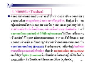 4.                              (Trachea)
F
                F                      F                                            U             F 20
        F   F                                      F       F                   F                    F       U
                    F                                  F
                                 F             F               F                        F
    F                       F                                                               F     F
                        F                                                  F
                                     F (Bronchi) F                 F                             F F
                                                                       F                          (Bronchiole)
                                (Aveolus)                                                       F F
By Thanyamon C.                                                                    O2           CO2       28
 