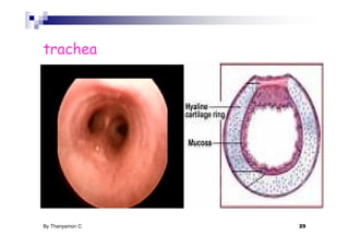 trachea




By Thanyamon C.   29
 