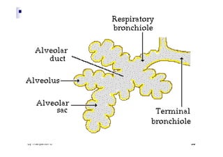 By Thanyamon C.   30
 