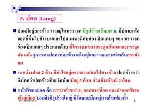 5.                    (Lung)
                  F        F       F                                      F           F
                       F                                              F
F                                          F
                                       F            F         F

          F            2 F                              F         F                                   F         F
              F         F F                    F       F3 F                   F           F       F       2 F
     F                                             F CO2
    F F
By Thanyamon C.
                               F                     F                            F           F                     31
 