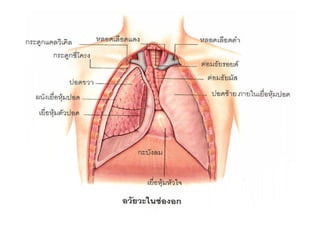 By Thanyamon C.   35
 