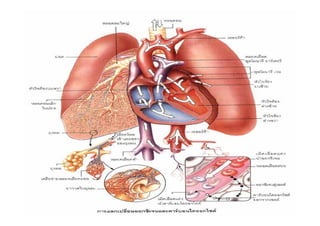 By Thanyamon C.   36
 