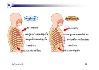 By Thanyamon C.   43
 