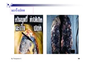 By Thanyamon C.   59
 