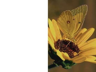 دروس من فراشة