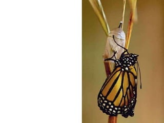 دروس من فراشة