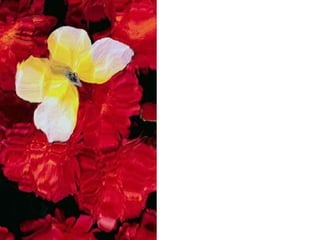 دروس من فراشة