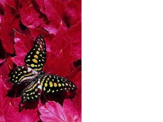 دروس من فراشة