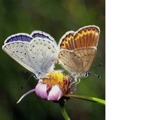 دروس من فراشة