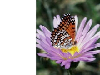 دروس من فراشة