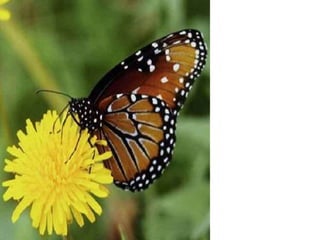 دروس من فراشة