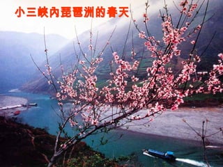 小三峽內琵琶洲的春天 