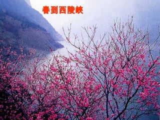 春到西陵峽 