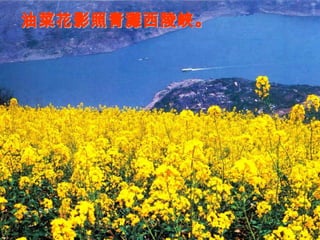 油菜花影照青灘西陵峽。 