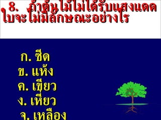8 .  ถ้าต้นไม้ไม่ได้รับแสงแดดใบจะไม่มีลักษณะอย่างไร ก .  ซีด ข .   แห้ง ค .   เขียว ง .  เหี่ยว จ .  เหลือง 