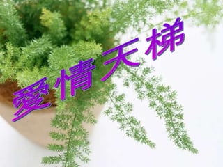 愛 愛情天梯 