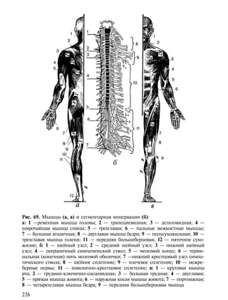 Рис. 69. Мышцы (а, в) и сегментарная иннервация (б):
а: 1 —ременная мышца головы; 2 — трапециевидная; 3 — дельтовидная; 4 —
широчайшая мышца спины; 5 — трехглавая; 6 — тыльные межкостные мышцы;
7 — большая ягодичная; 8 — двуглавая мышца бедра; 9 — полусухожильная; 10 —
трехглавая мышца голени; 11 — передняя большеберцовая; 12 — пяточное сухо-
жилие; б: 1 — шейный узел; 2 — средний шейный узел; 3 — нижний шейный
узел; 4 — пограничный симпатический ствол; 5 — мозговой конус; 6 — терми-
нальная (конечная) нить мозговой оболочки; 7 —нижний крестцовый узел симпа-
тического ствола; 8 — шейное сплетение; 9 — плечевое сплетение; 10 — межре-
берные нервы; 11 — пояснично-крестцовое сплетение; в: 1 — круговая мышца
рта; 2 — грудино-ключично-сосцевидная; 3 — большая грудная; 4 — двуглавая;
5 — прямая мышца живота; 6 — наружная косая мышца живота; 7 — портняжная;
8 — четырехглавая мышца бедра; 9 — передняя большеберцовая мышца

226
 