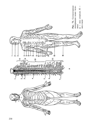 230
      Рис. 71. Сегментарная
      иннервация кожи чело-
      века:
      а — вид спереди; б —
      вид сзади
 