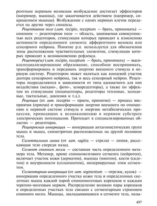 рентным нервным волокнам возбуждение достигает эффекторов
(например, мышцы), где заканчивается действием (например, со-
кращением мышцы). Возбуждение с одних нервных клеток переда-
ется на другие через синапсы.
   Рецептивное поле (лат. recipio, receptum — брать, принимать) —
синоним — рецепторное поле — область, занимаемая совокупнос-
тью всех рецепторов, стимуляция которых приводит к изменению
активности определенного элемента: афферентного волокна или
сенсорного нейрона. Понятие р.п. используется для обозначения
зоны расположения чувствительных элементов, стимуляция кото-
рых приводит к возникновению рефлекса.
   Рецептор(ы) (лат. recipio, receptum — брать, принимать) — высо-
коспециализированное образование, способное воспринимать,
трансформировать и передавать энергию внешнего стимула в не-
рвную систему. Рецептором может являться как концевой участок
дентера сенсорного нейрона, так и весь сенсорный нейрон. Рецеп-
торы подразделяются в зависимости от типа адекватного для них
воздействия (механо-, фото-, хеморецепторы), а также по эффек-
там их стимуляции (ноцицепторы, рецепторы тепловые, холодо-
вые, тактильные, давления и т.д.).
   Рецепция (от лат. receptio — прием, принятие) — процесс вос-
приятия (приема) и трансформации энергии внешнего по отноше-
нию к нервной системе стимула в энергию метаболических про-
цессов, приводящих к возникновению в нервном субстрате
электрических потенциалов. Протекает в специализированных об-
ластях — рецепторах.
   Реципрокная иннервация — иннервация антагонистических групп
мышц и мышц, симметрично расположенных на другой половине
тела.
   Сагиттальная линия (от лат. sagitta — стрела) — линия, рассе-
кающая тело спереди назад.
   Сегмент спинного мозга — составная часть определенного мета-
мера тела. Метамер, кроме спинномозгового сегмента (нейротон),
включает участок кожи (дерматом), мышцы (миотом), кости (скле-
том) и внутренности (спланхнотом), иннервируемые этим сегмен-
том.
   Сегментарная иннервация (от лат. segmentum — отрезок, кусок) —
иннервация определенного участка кожи тела и определенных ске-
летных мышц каждой парой спинномозговых корешков и каждым
черепно-мозговым нервом. Распределение волокон пары корешков
в определенных участках тела связано с сегментарным строением
спинного мозга. Мышцы, закладывающиеся в сегменте тела, назы-

                                                               497
 
