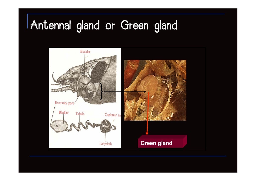 สไลด์ระบบขับถ่าย