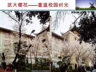 武大樱花——重温校园时光 
