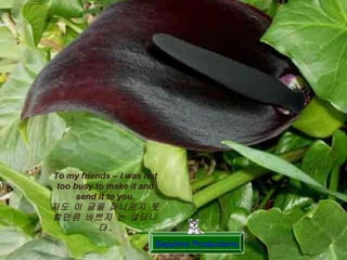 Sapphire Productions To my friends – I was not too busy to make it and send it to you. 저도 이 글을 퍼나르지 못할만큼 바쁘지 는 않답니다 . 