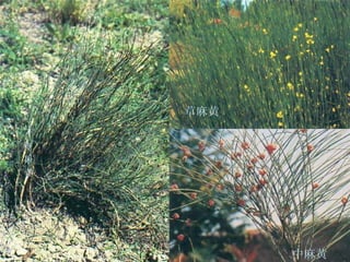 木贼麻黄 草麻黄 中麻黄 