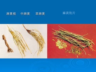 麻黄根  中麻黄  草麻黄 麻黄饮片 