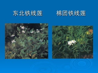 东北铁线莲  棉团铁线莲 