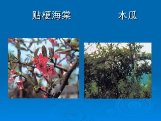 贴梗海棠  木瓜  