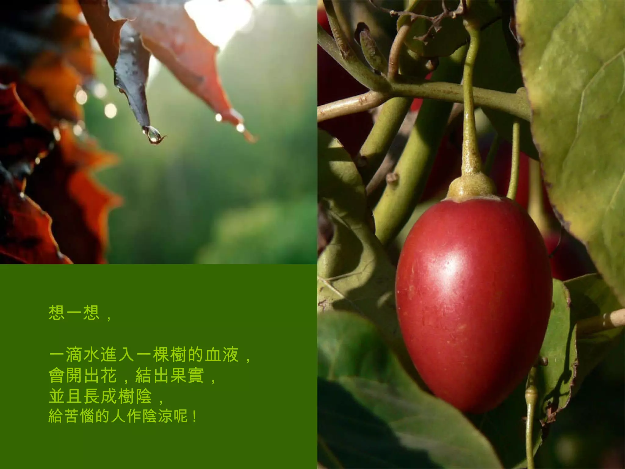 想一想， 一滴水進入一棵樹的血液， 會開出花，結出果實， 並且長成樹陰， 給苦惱的人作陰涼呢 !  